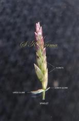  Spikelet